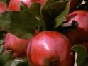 672800fruit1