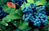 GRAPESBL