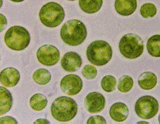 What is chlorella algae?